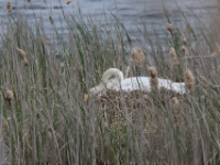 2016-05-14 14h47m57 - Wilde zwaan - op nest - Jan van Kleef